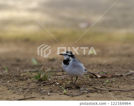 Passerine family: Mogulidae, Mogul genus: White wagtail 122169964