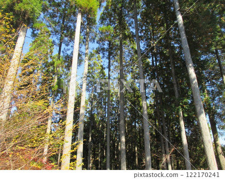 The beautiful cedar grove of Nabegataki Park in Oguni Town, Aso District, Kumamoto Prefecture The beautiful cedar grove of Nabegataki Park in Oguni Town, Aso District, Kumamoto Prefecture 122170241