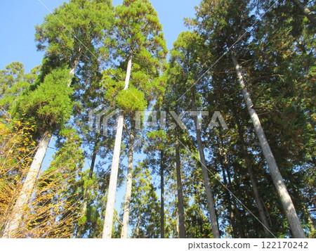 熊本縣阿蘇郡小國町鍋瀧公園內美麗的杉林 熊本縣阿蘇郡小國町鍋瀧公園內美麗的杉林 122170242