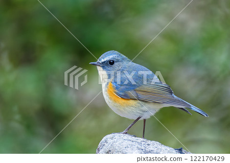 一隻雄性藍尾鶲在岩石上張開翅膀 一隻雄性藍尾鶲在岩石上張開翅膀 122170429