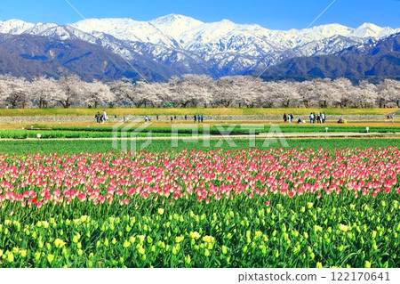 [Toyama Prefecture] Asahi Funagawa Spring Quartet (cherry blossoms in full bloom, tulips, and the Northern Alps) 122170641