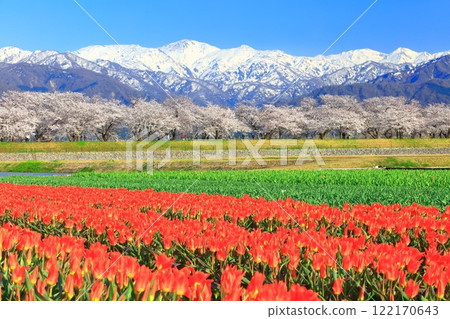 【富山縣】朝日船川春天四重奏（盛開的櫻花、鬱金香、北阿爾卑斯山） 122170643
