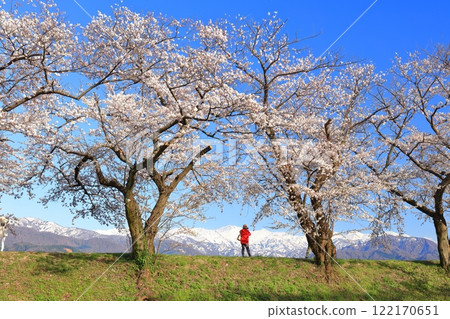 [Toyama Prefecture] Cherry blossom trees in full bloom along the Asahifune River and the Northern Alps 122170651