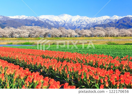 [Toyama Prefecture] Asahi Funagawa Spring Quartet (cherry blossoms in full bloom, tulips, and the Northern Alps) 122170656