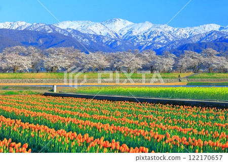 [Toyama Prefecture] Asahi Funagawa Spring Quartet (cherry blossoms in full bloom, tulips, rape blossoms, and the Northern Alps) 122170657