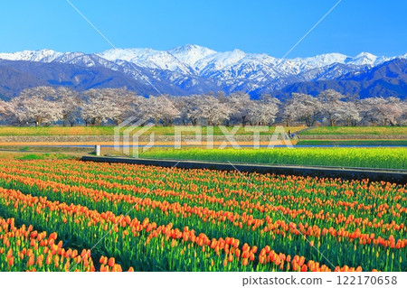 [Toyama Prefecture] Asahi Funagawa Spring Quartet (cherry blossoms in full bloom, tulips, rape blossoms, and the Northern Alps) 122170658