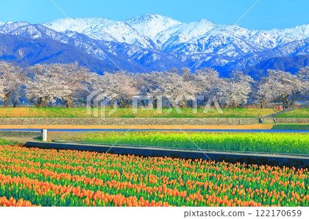 [Toyama Prefecture] Asahi Funagawa Spring Quartet (cherry blossoms in full bloom, tulips, rape blossoms, and the Northern Alps) 122170659