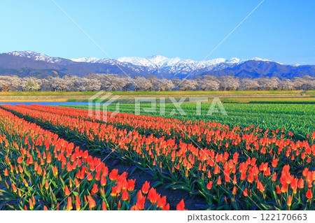 [Toyama Prefecture] Asahi Funagawa Spring Quartet (cherry blossoms in full bloom, tulips, and the Northern Alps) 122170663