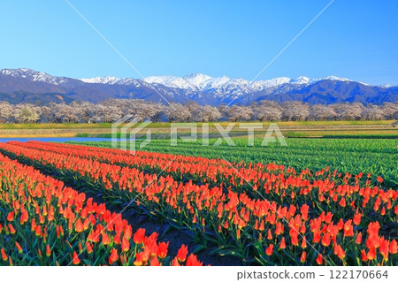 [Toyama Prefecture] Asahi Funagawa Spring Quartet (cherry blossoms in full bloom, tulips, and the Northern Alps) 122170664