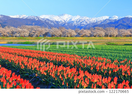 [Toyama Prefecture] Asahi Funagawa Spring Quartet (cherry blossoms in full bloom, tulips, and the Northern Alps) 122170665