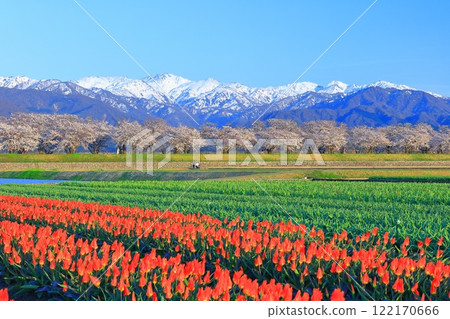【富山縣】朝日船川春天四重奏（盛開的櫻花、鬱金香、北阿爾卑斯山） 122170666
