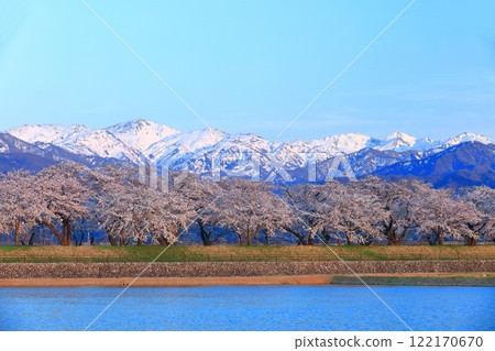 [Toyama Prefecture] Cherry blossom trees in full bloom along the Asahifune River and the Northern Alps 122170670