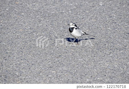 白w(白w) 白w(白w) 122170718