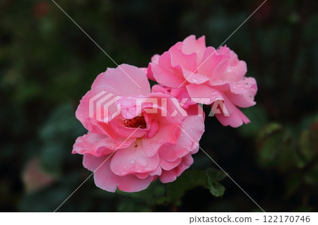 荒尾市少女公民花壇玫瑰花, 荒尾市少女公民花壇玫瑰花, 122170746