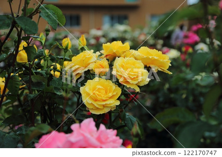 Arao City Ominous Citizen Flower Bed Rose Flower, 122170747