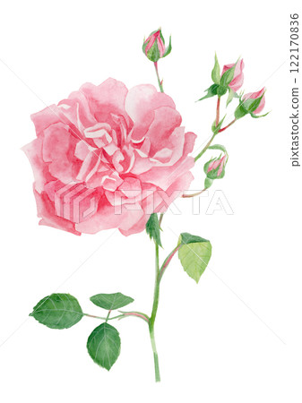 Watercolor illustration of pink rose flowers and buds 122170836