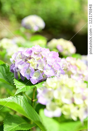 hydrangea   122170848