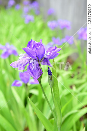 Purple iris flowers bathed in spring sunlight Purple iris flowers bathed in spring sunlight 122170920