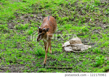Young deer grazing on a green meadow Young deer grazing on a green meadow 122170961