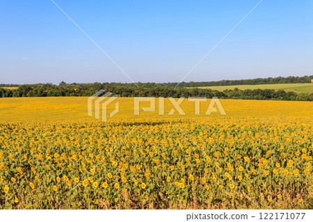 Summer landscape with sunflower fields, hills and blue sky Summer landscape with sunflower fields, hills and blue sky 122171077