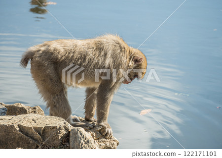 Japanese macaque Arashiyama Monkey Park Iwatayama 122171101