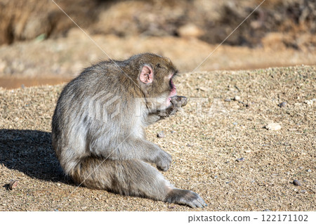 日本獼猴嵐山猴子公園岩田山 122171102