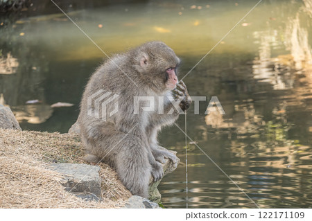 Japanese macaque playing in the pond Arashiyama Monkey Park Iwatayama Japanese macaque playing in the pond Arashiyama Monkey Park Iwatayama 122171109