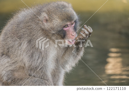 Japanese macaque playing in the pond Arashiyama Monkey Park Iwatayama 122171110