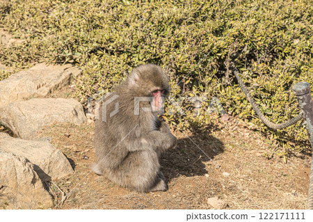 Japanese macaque Arashiyama Monkey Park Iwatayama Japanese macaque Arashiyama Monkey Park Iwatayama 122171111