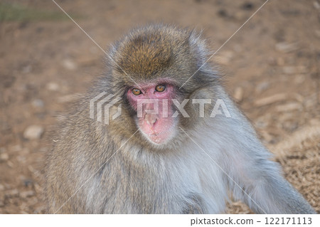日本獼猴嵐山猴子公園岩田山 122171113