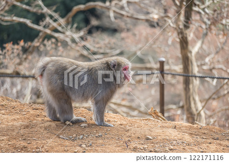 日本獼猴嵐山猴子公園岩田山 122171116