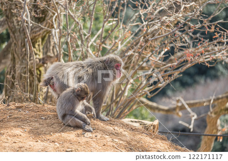 Japanese macaque Arashiyama Monkey Park Iwatayama 122171117