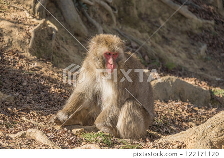 日本獼猴嵐山猴子公園岩田山 日本獼猴嵐山猴子公園岩田山 122171120