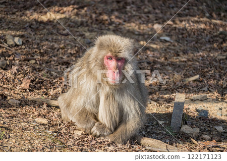 日本獼猴嵐山猴子公園岩田山 日本獼猴嵐山猴子公園岩田山 122171123