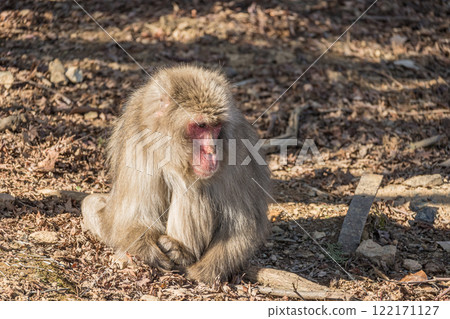 Japanese macaque Arashiyama Monkey Park Iwatayama Japanese macaque Arashiyama Monkey Park Iwatayama 122171127