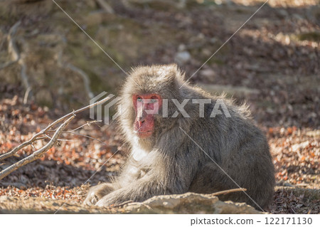 Japanese macaque Arashiyama Monkey Park Iwatayama Japanese macaque Arashiyama Monkey Park Iwatayama 122171130