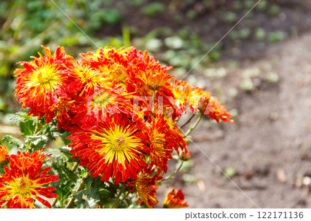 Orange chrysanthemum in a garden Orange chrysanthemum in a garden 122171136