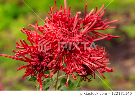 Beautiful chrysanthemum in a garden Beautiful chrysanthemum in a garden 122171140