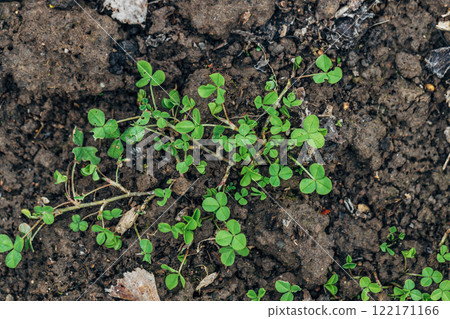 White Clover creeping shoots in the garden bed White Clover creeping shoots in the garden bed 122171166