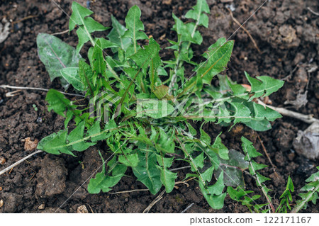 green leaves of dandelion, persistent weed in the lawn 122171167