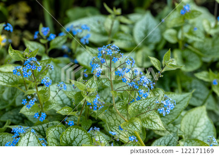 Brunnera macrophylla. Large green leaves and inflorescences with small blue flowers have formed continuous thickets. High quality photo Brunnera macrophylla. Large green leaves and inflorescences with small blue flowers have formed continuous thickets. High quality photo 122171169