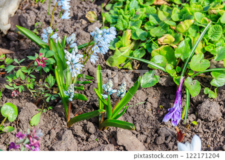 Beautiful flowers of Puschkinia scilloides (commonly known as striped squill or Lebanon squill) in garden at spring Beautiful flowers of Puschkinia scilloides (commonly known as striped squill or Lebanon squill) in garden at spring 122171204