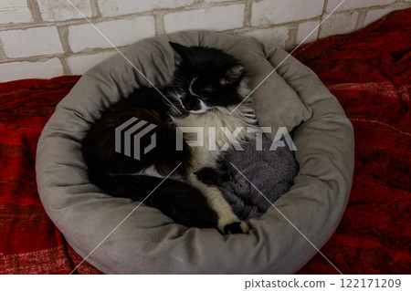 Longhair cat lying in his soft cozy cat bed 122171209