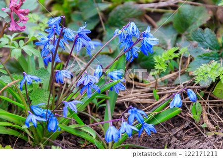Blue scilla flowers (Scilla siberica) or siberian squill 122171211