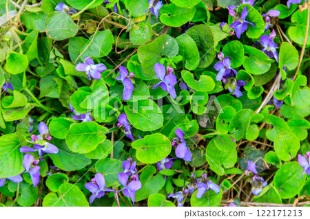 Wild violets on a meadow at spring Wild violets on a meadow at spring 122171213