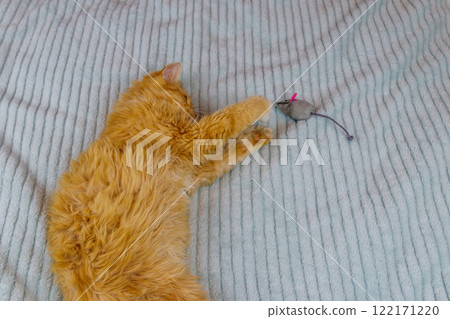 Ginger kitten playing with a mouse toy on a bed 122171220