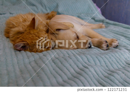 Small cute labrador retriever puppy dog and young cat on a bed. Friendship of pets Small cute labrador retriever puppy dog and young cat on a bed. Friendship of pets 122171231