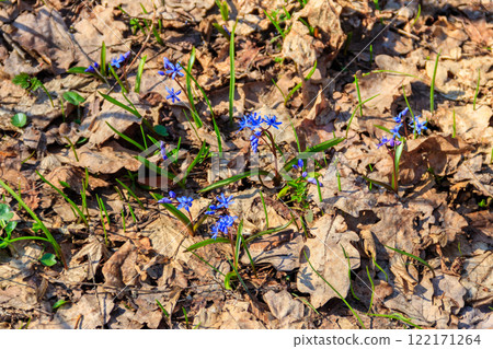 Blue scilla flower (Scilla bifolia) or Squill in forest on spring 122171264