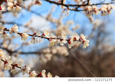 White blossom of apricot tree at spring White blossom of apricot tree at spring 122171275