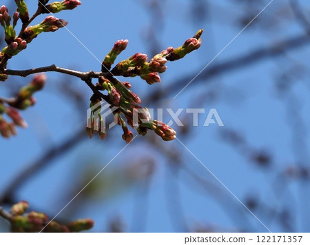 Cherry blossoms and monkeys in Ueno Park 122171357